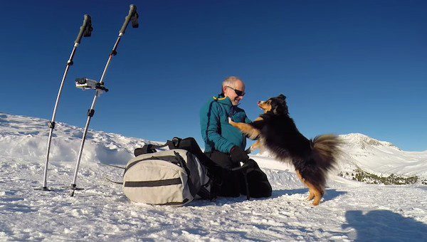 dog skiing