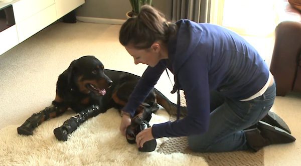 Rottweiler Who Lost All His Paws When A Puppy Gets A  Second Chance To Walk Again