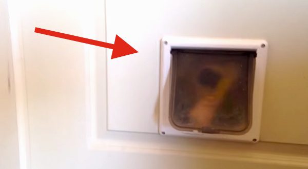 dogs have fun with cat door