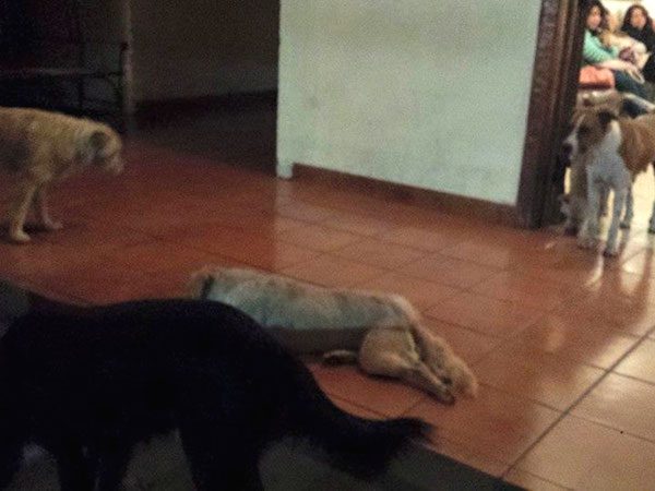 dogs-at-funeral-5