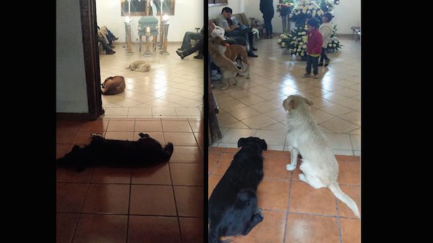 Stray Dogs Attend Funeral Of Woman Who Fed And Cared For Them