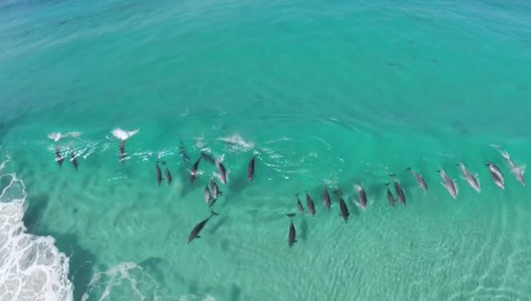 dolphins with waves