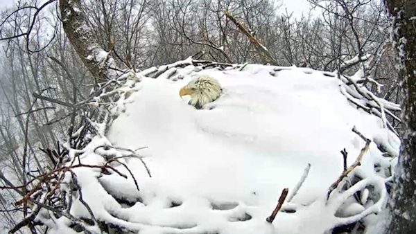 Bald Eagles Up To Their Necks In Snow Still Make Sure They Look After Their Young