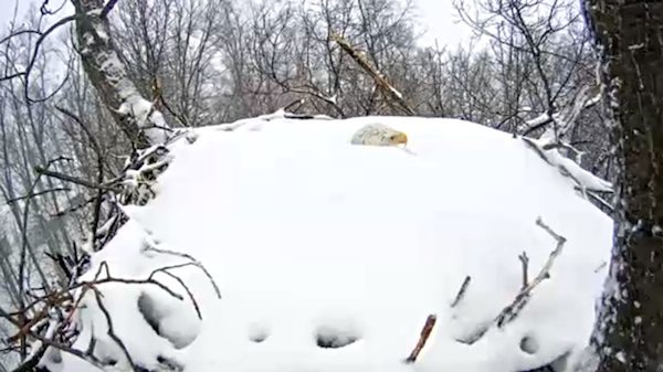 eagle_snow_2