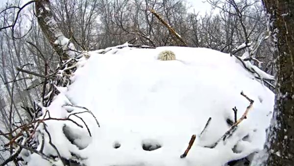 eagle_snow_3