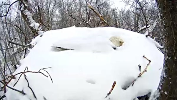 eagle_snow_5
