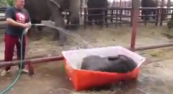 baby elephant gets a bath