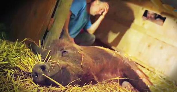 emma the pig's rescue story