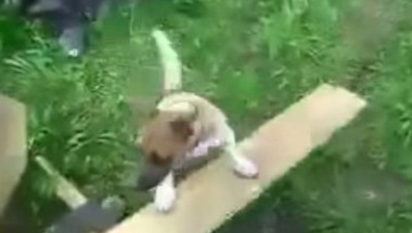 engineer builds dog contraption