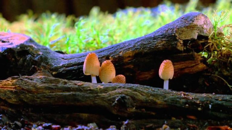 Man Shares Why He Believes Mushrooms Can Help Save The World