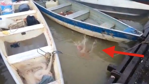 piranha feeding frenzy