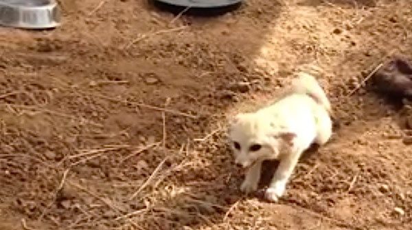 fennec fox happy to see cat