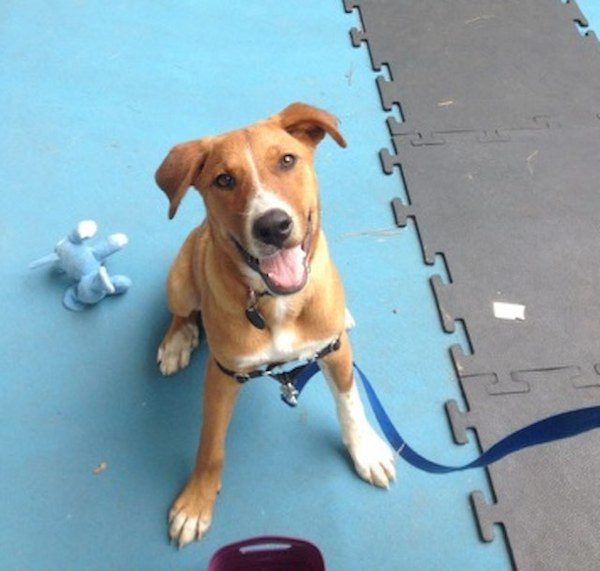 florida-puppy-10