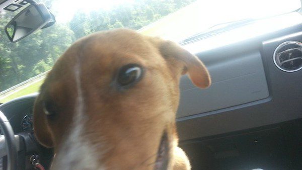 florida-puppy-4