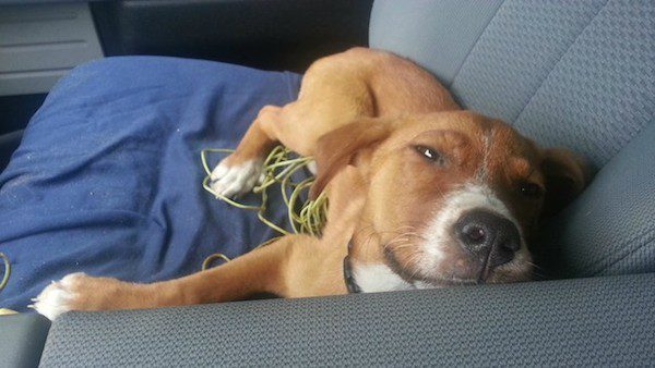 florida-puppy-5
