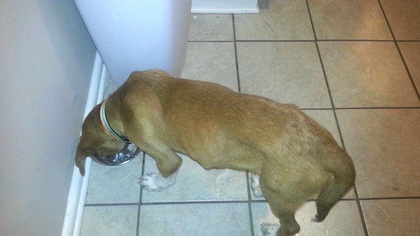 florida-puppy-6