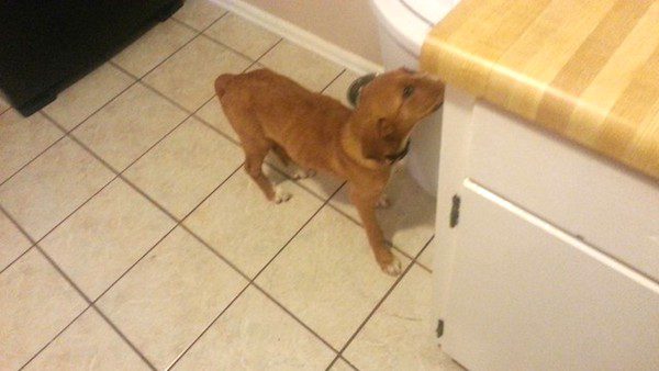 florida-puppy-7
