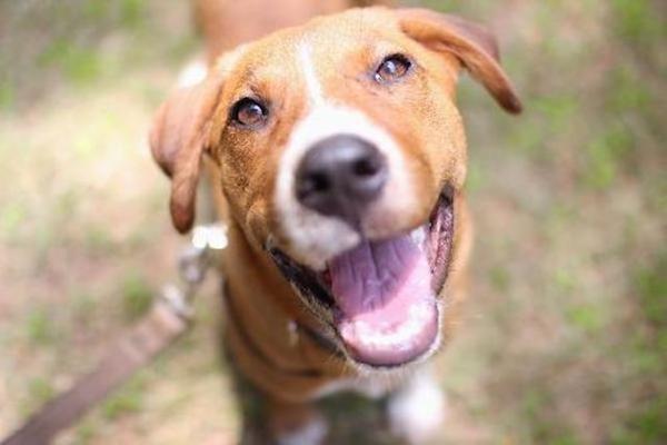 florida-puppy-8