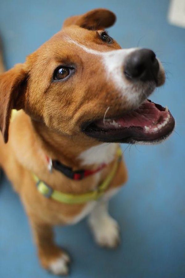 florida-puppy-9