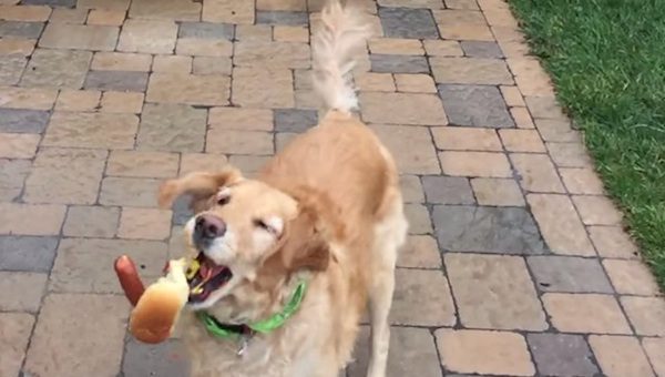 fritz tries to catch food