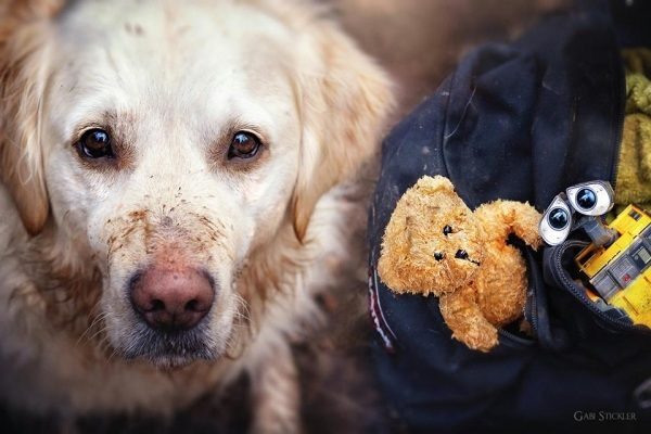 Mali the Golden Retriever photographed by Gabi Stickler