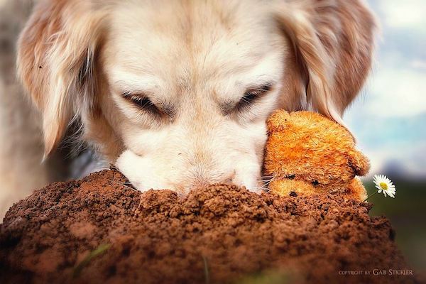 Mali the Golden Retriever photographed by Gabi Stickler