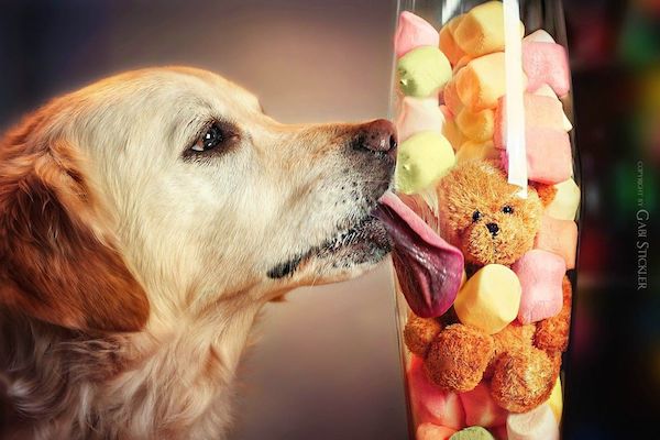 Mali the Golden Retriever photographed by Gabi Stickler