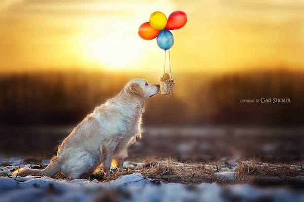 Mali the Golden Retriever photographed by Gabi Stickler