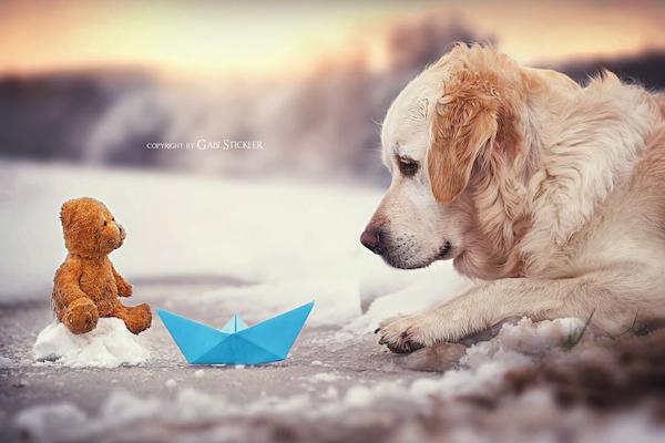 Mali the Golden Retriever photographed by Gabi Stickler
