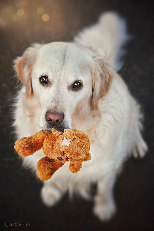 Mali the Golden Retriever photographed by Gabi Stickler