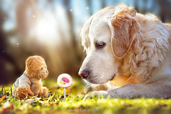 Mali the Golden Retriever photographed by Gabi Stickler
