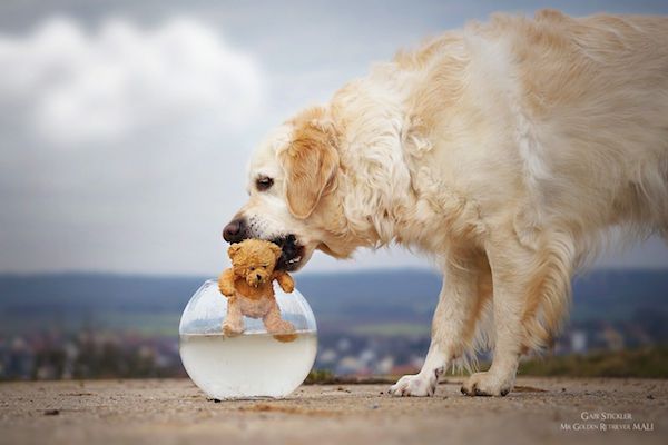Mali the Golden Retriever photographed by Gabi Stickler