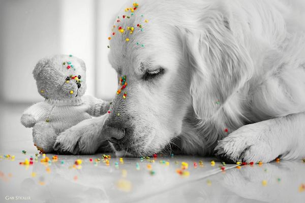 Mali the Golden Retriever photographed by Gabi Stickler