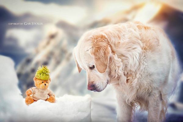 Mali the Golden Retriever photographed by Gabi Stickler