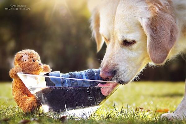 Mali the Golden Retriever photographed by Gabi Stickler