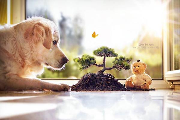 Mali the Golden Retriever photographed by Gabi Stickler