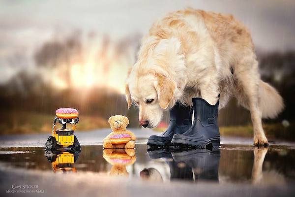 Mali the Golden Retriever photographed by Gabi Stickler