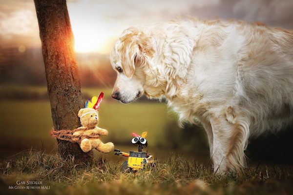 Mali the Golden Retriever photographed by Gabi Stickler