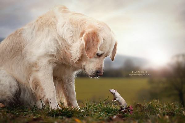 Mali the Golden Retriever photographed by Gabi Stickler