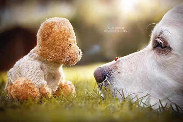 Mali the Golden Retriever photographed by Gabi Stickler