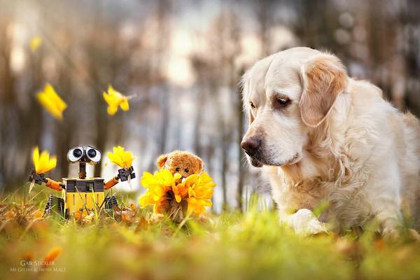 Mali the Golden Retriever photographed by Gabi Stickler