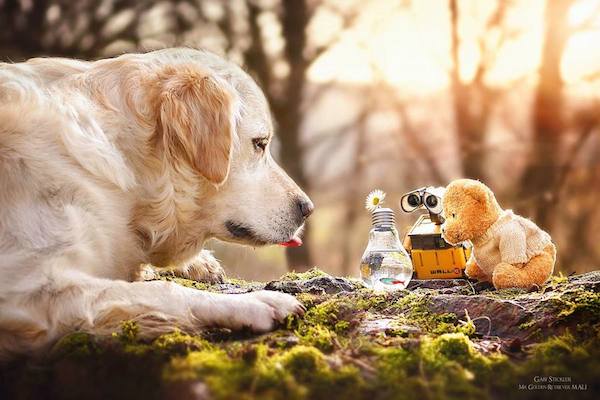 Mali the Golden Retriever photographed by Gabi Stickler