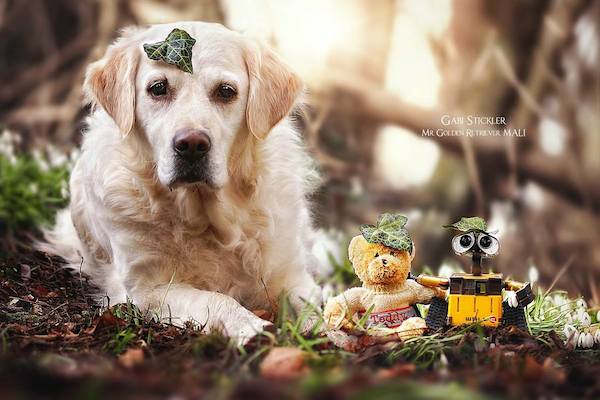 Mali the Golden Retriever photographed by Gabi Stickler