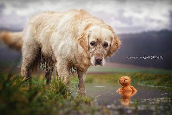 Mali the Golden Retriever photographed by Gabi Stickler