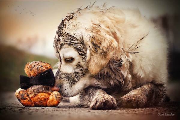Mali the Golden Retriever photographed by Gabi Stickler