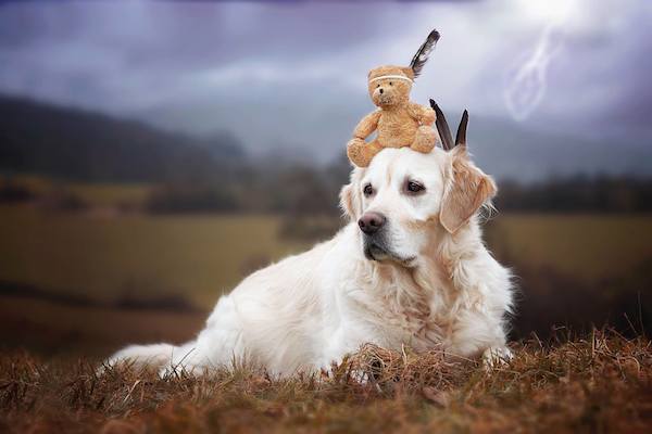Mali the Golden Retriever photographed by Gabi Stickler