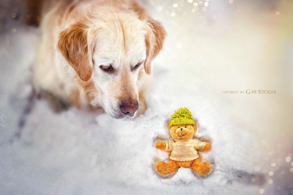 Mali the Golden Retriever photographed by Gabi Stickler