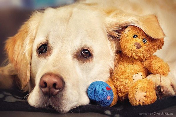 Mali the Golden Retriever photographed by Gabi Stickler
