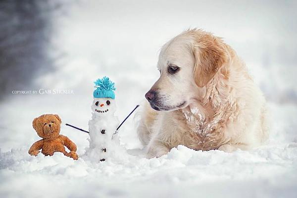 Mali the Golden Retriever photographed by Gabi Stickler