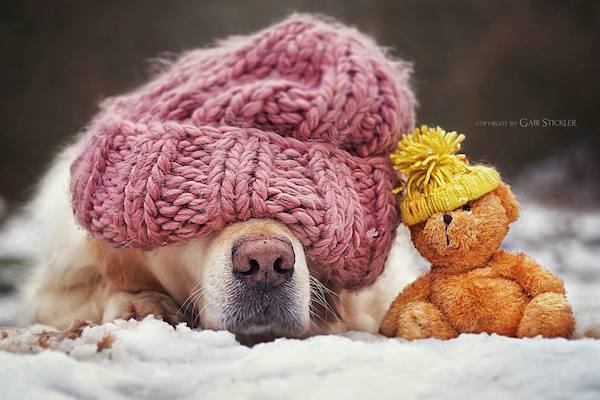 Mali the Golden Retriever photographed by Gabi Stickler